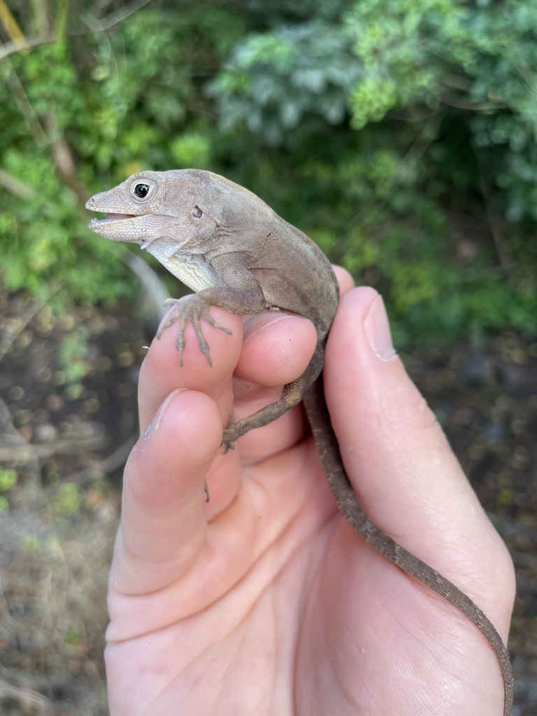Hispaniolan Stout Anole reference