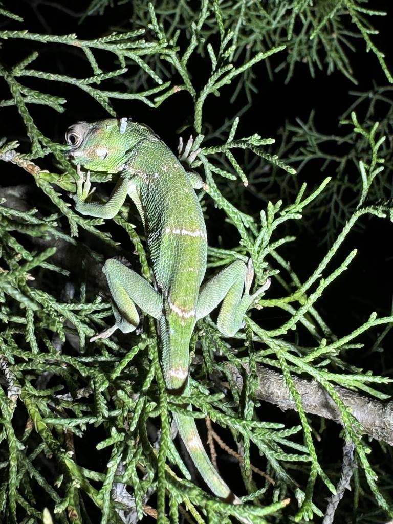 Knight Anole reference