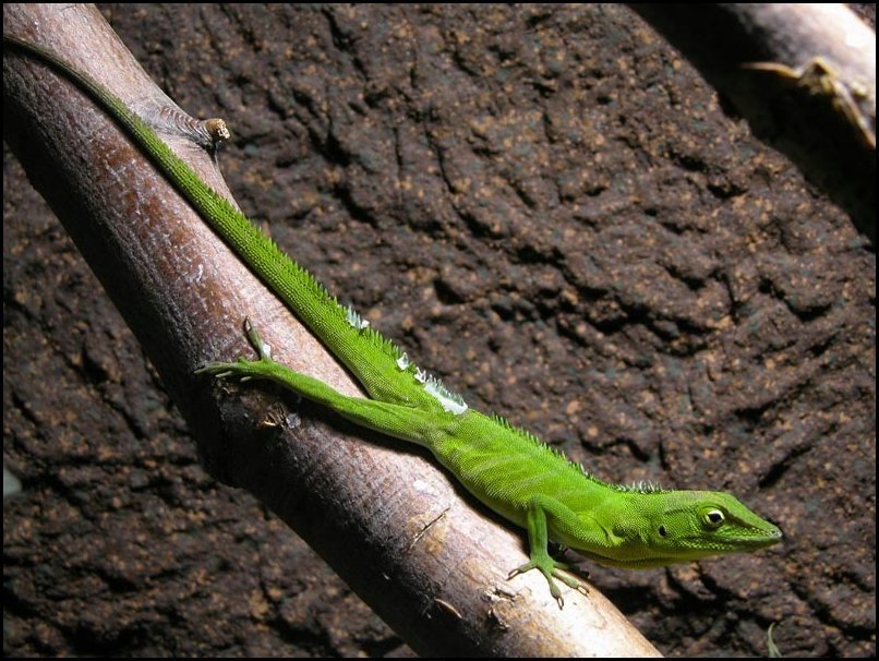 Jamaican Giant Anole reference