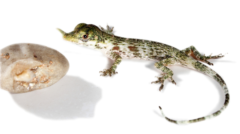 Pinocchio Anole reference