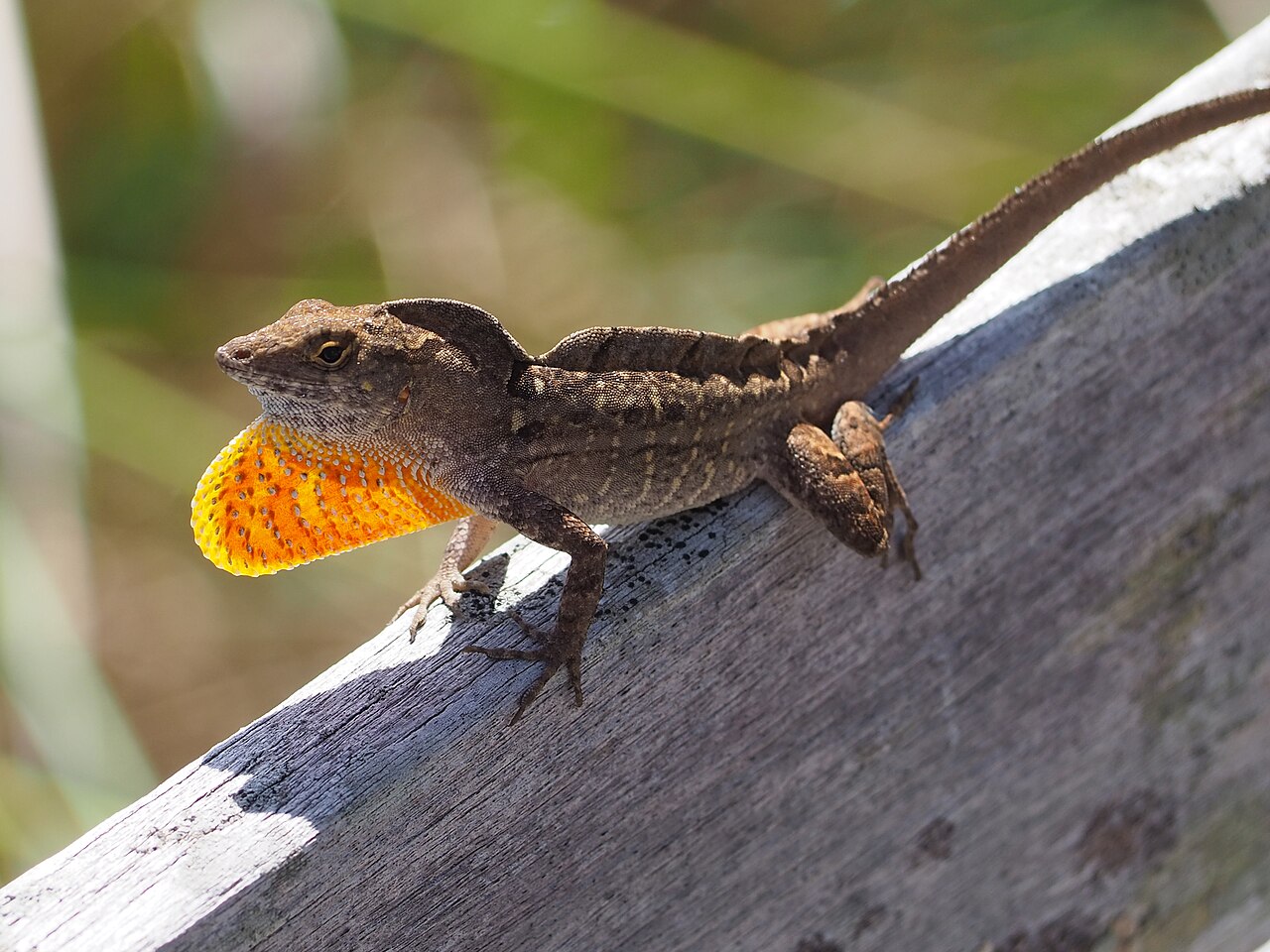 Brown Anole reference