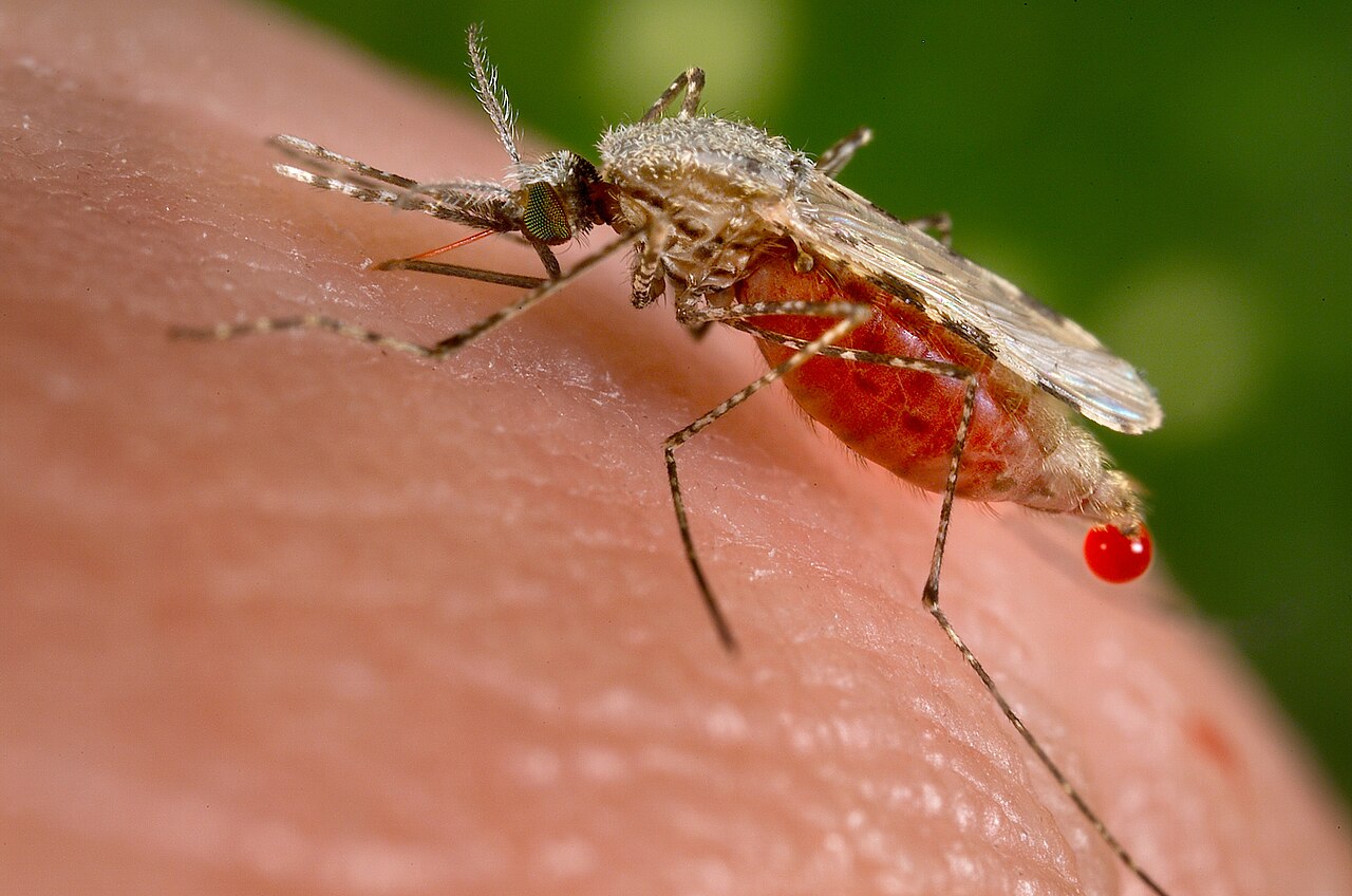 Anopheles mosquito reference