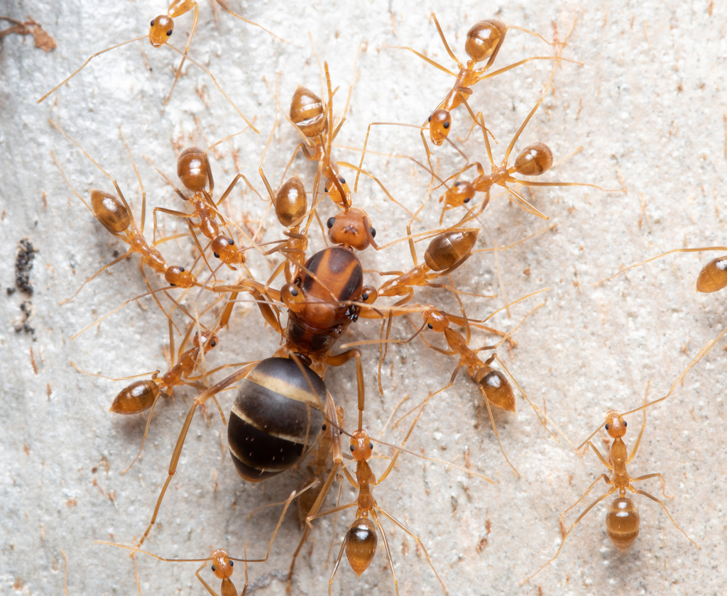 Yellow Crazy Ant reference