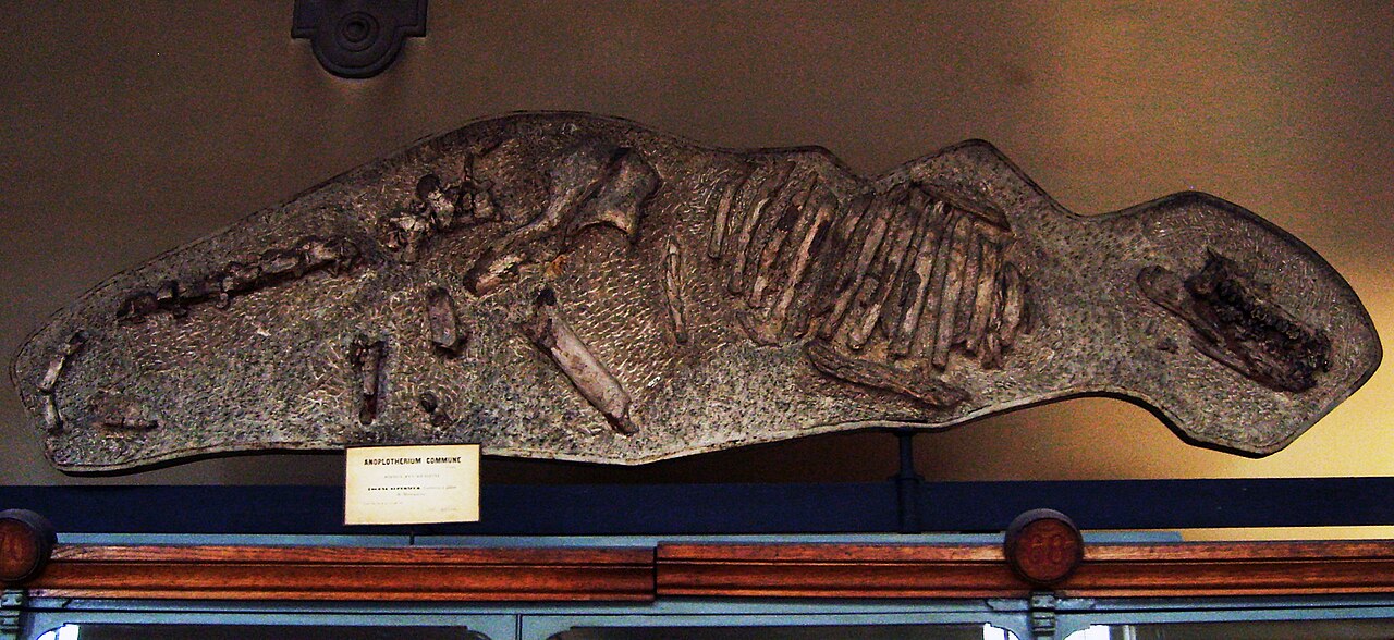 Anoplotherium commune reference