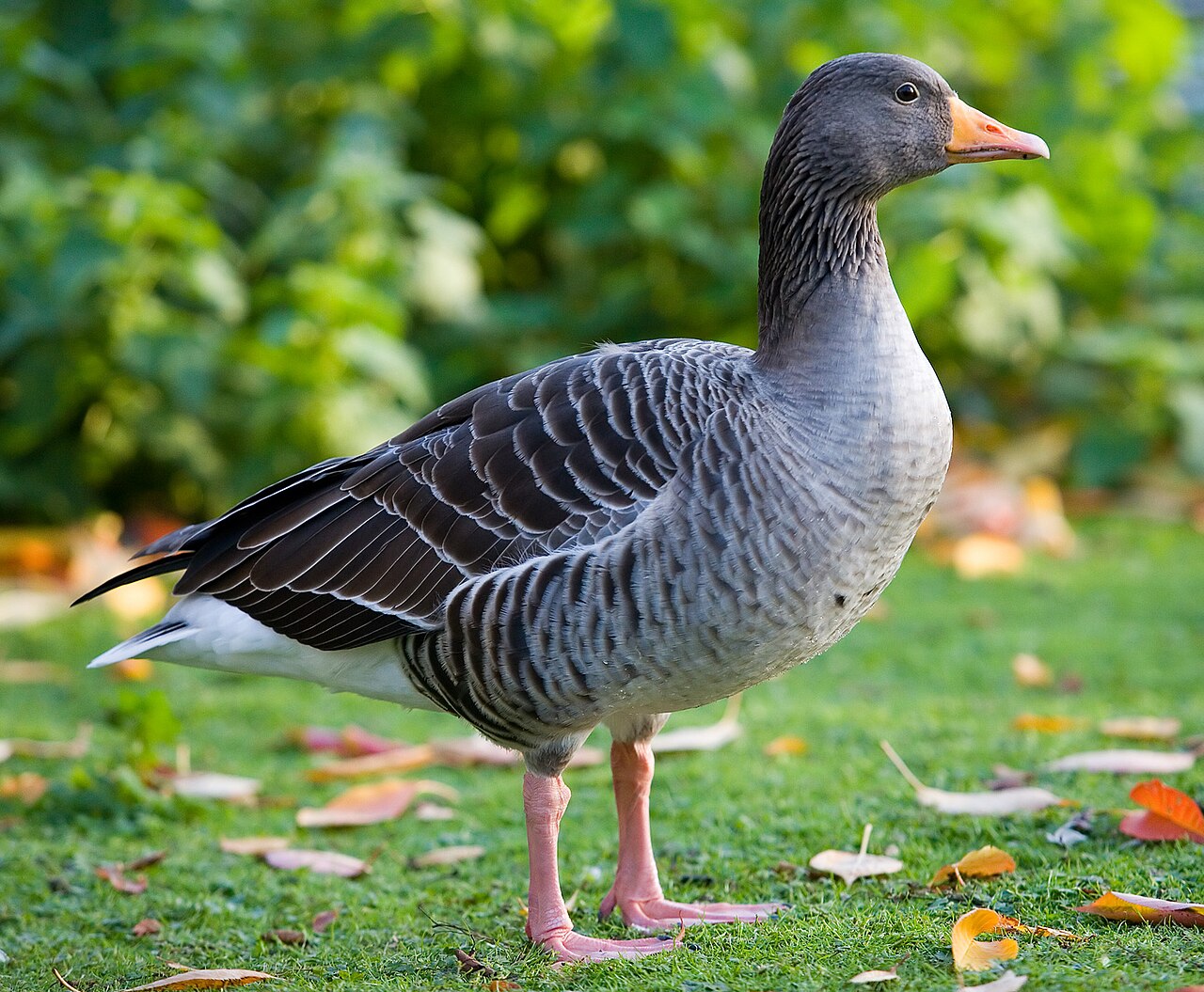 Greylag Goose reference