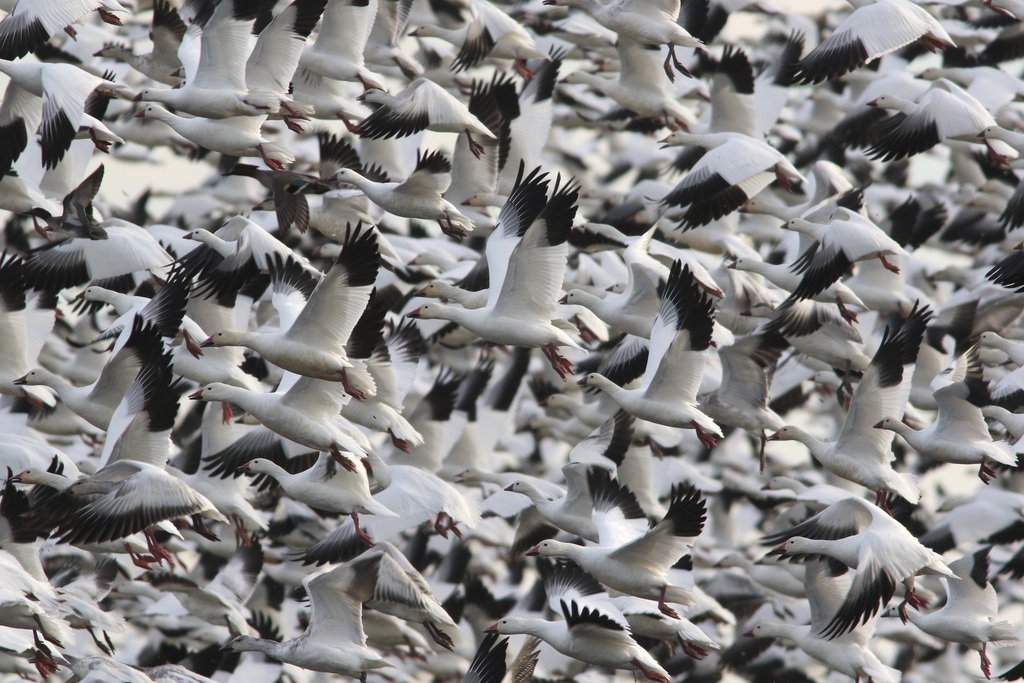 Snow Goose reference
