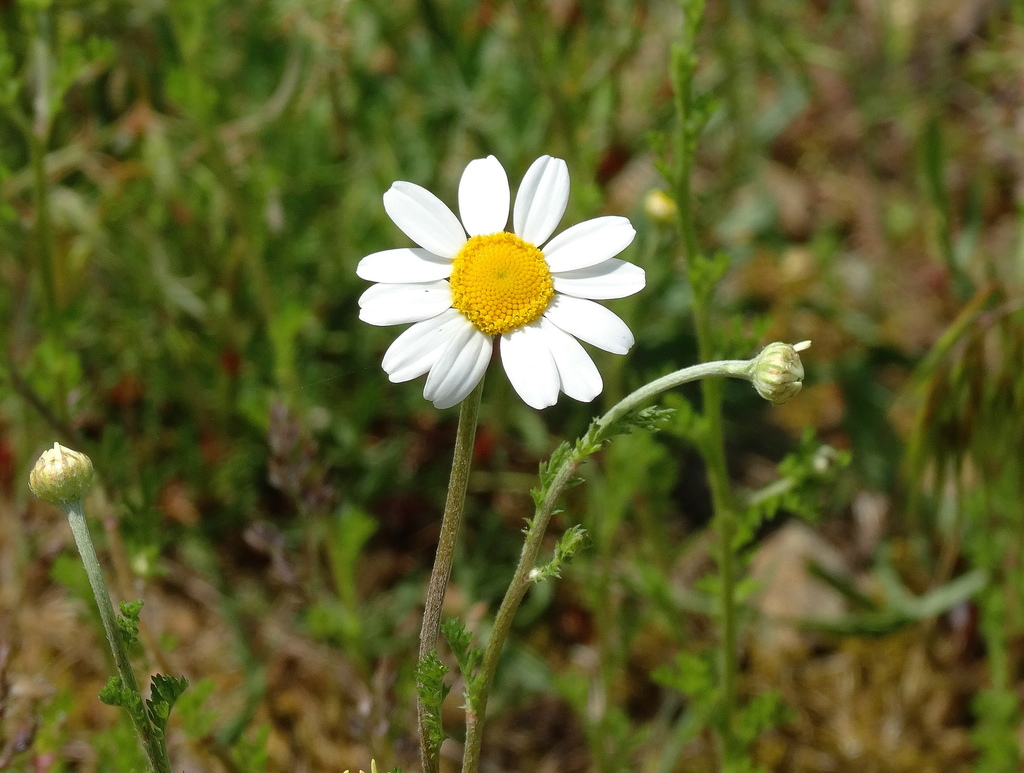 Corn Chamomile reference