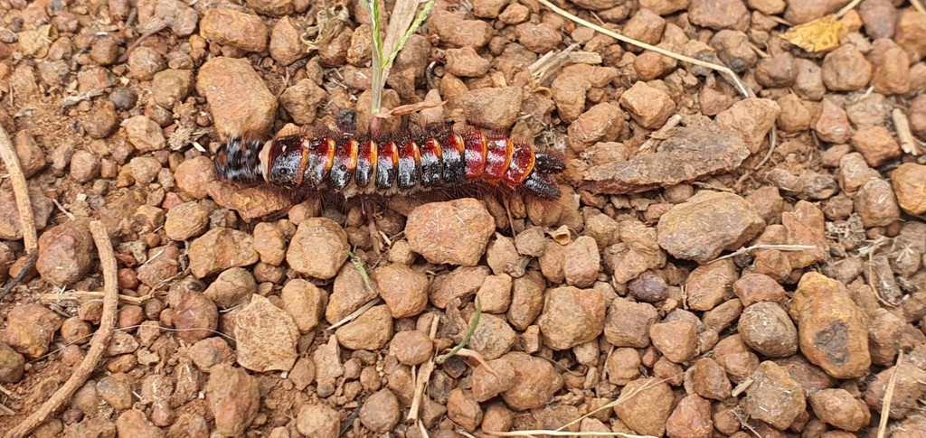 Six-spot ground beetle reference