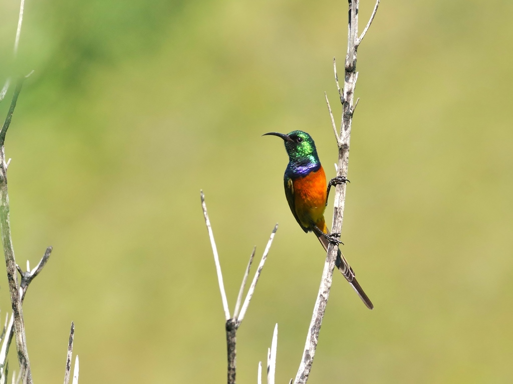 Orange-breasted Sunbird reference
