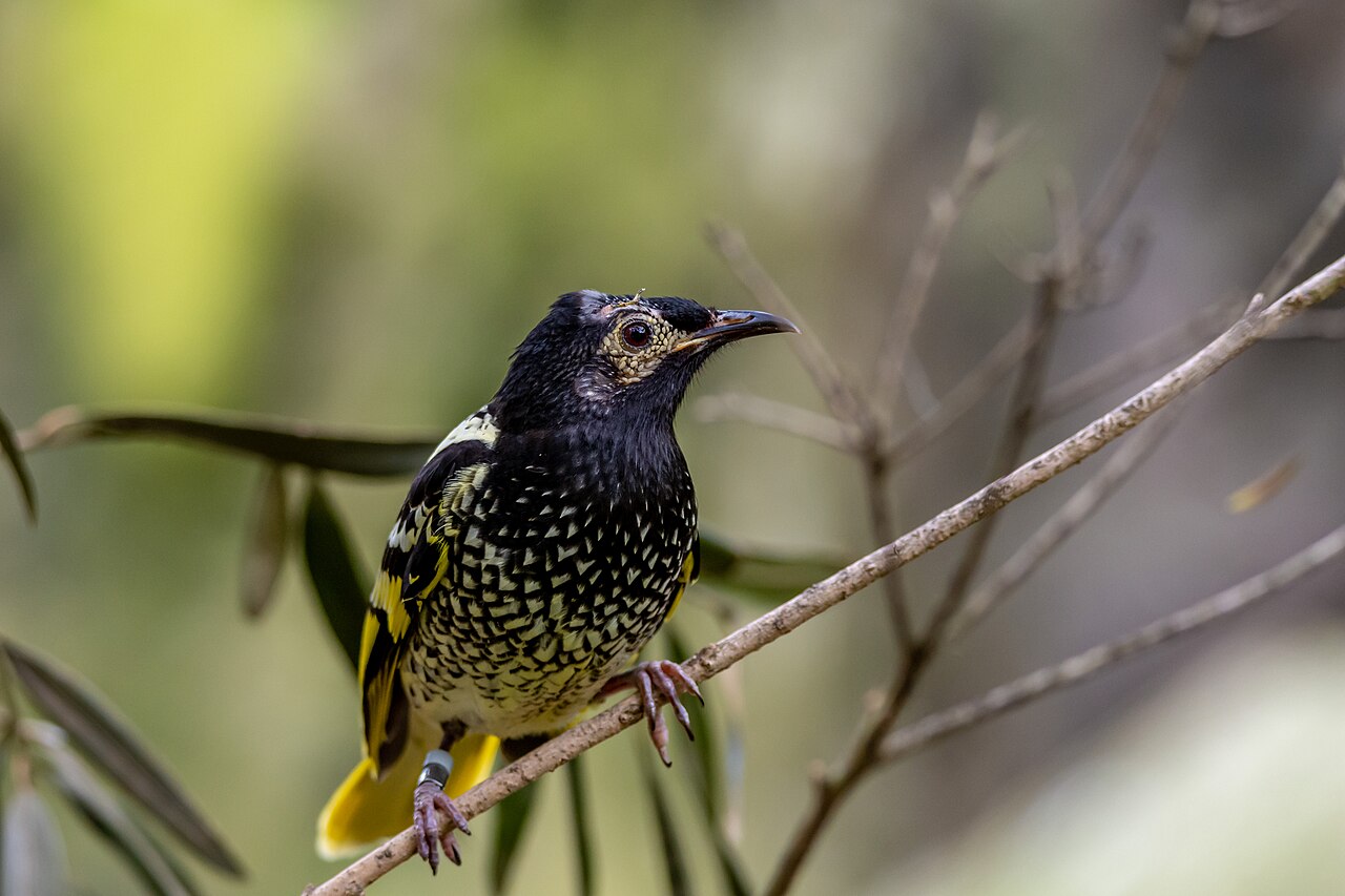 Regent Honeyeater reference
