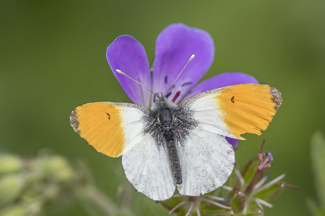 Orange-tip reference