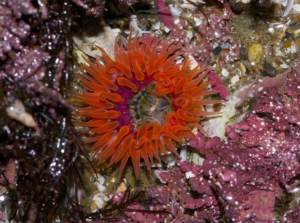 Moonglow Anemone reference