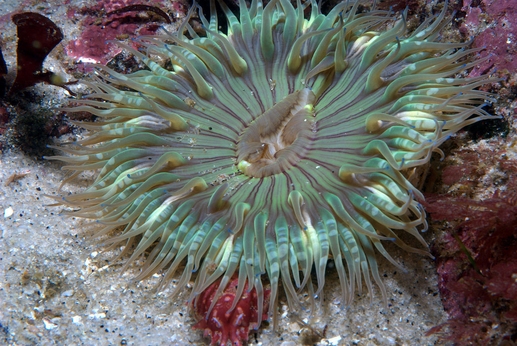 Sunburst Anemone reference