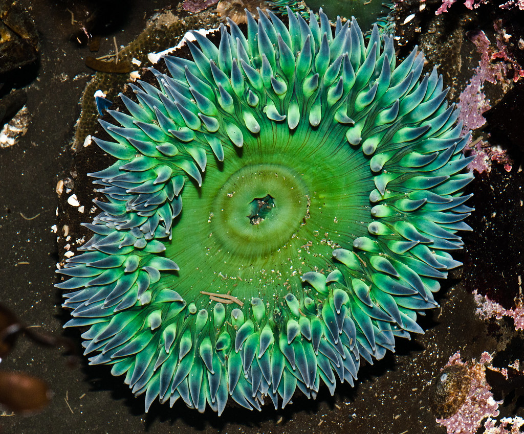 Giant Green Anemone reference