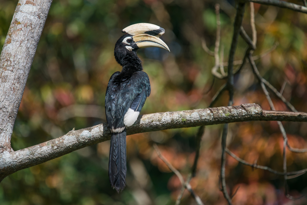 Oriental Pied Hornbill reference