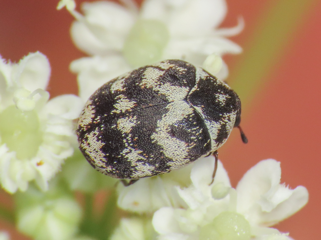 Varied Carpet Beetle reference