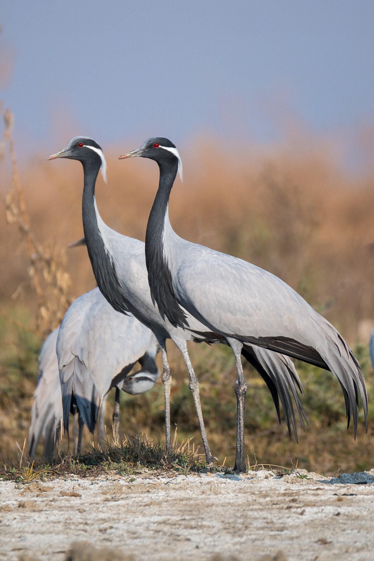 Demoiselle Crane reference