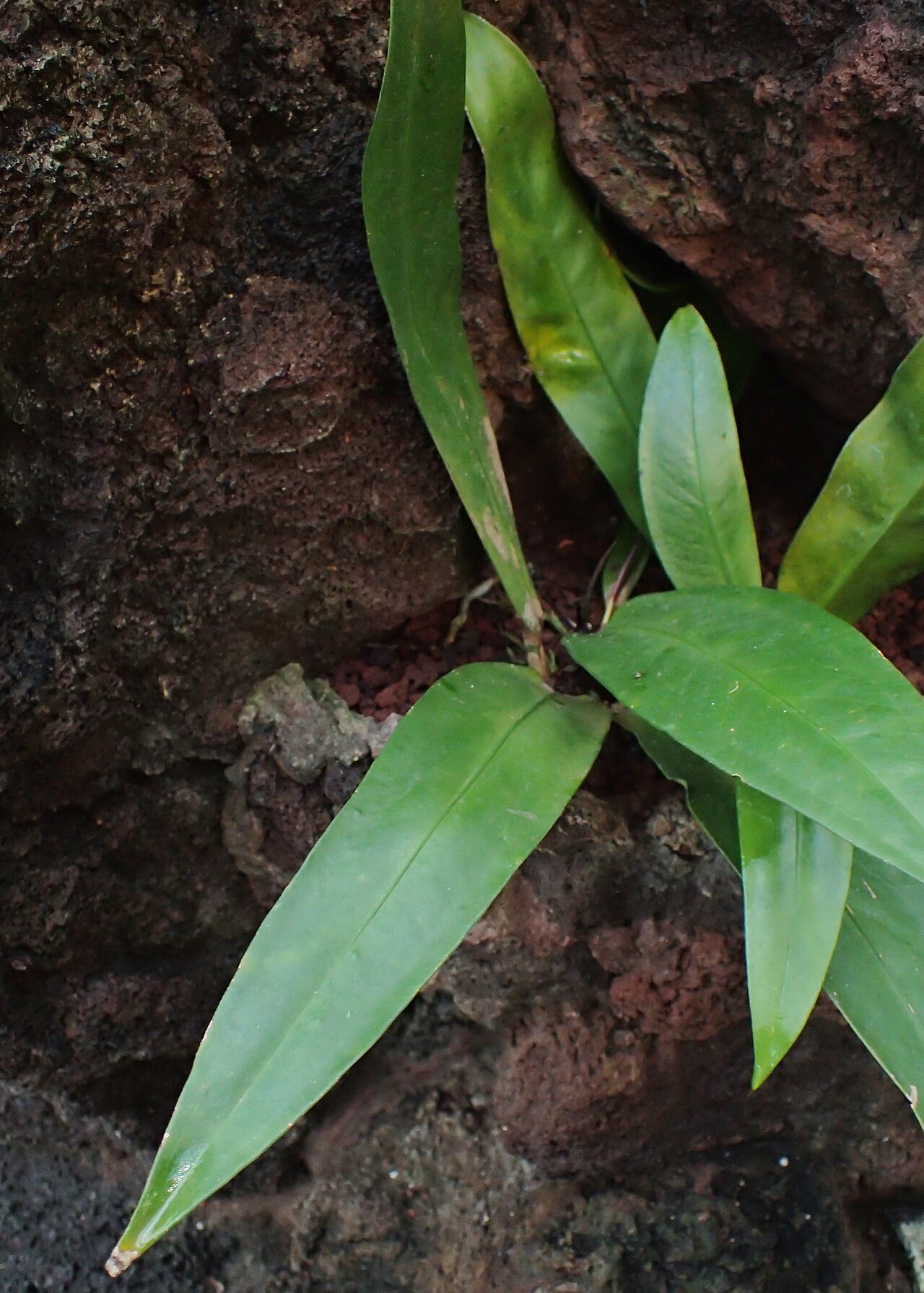 Tulip Anthurium reference