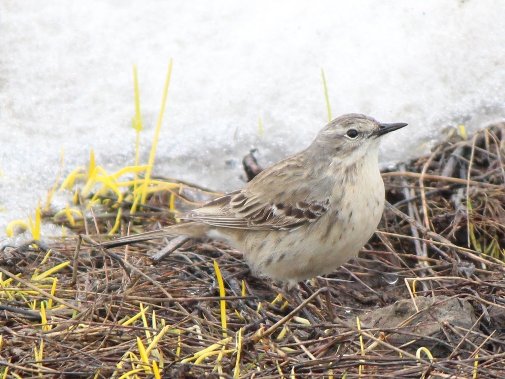 Water Pipit reference