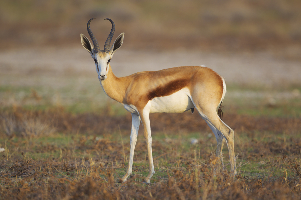 Springbok reference