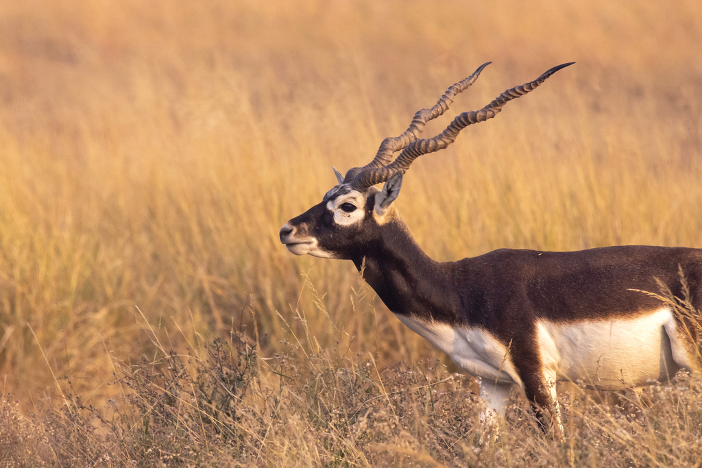 Blackbuck reference