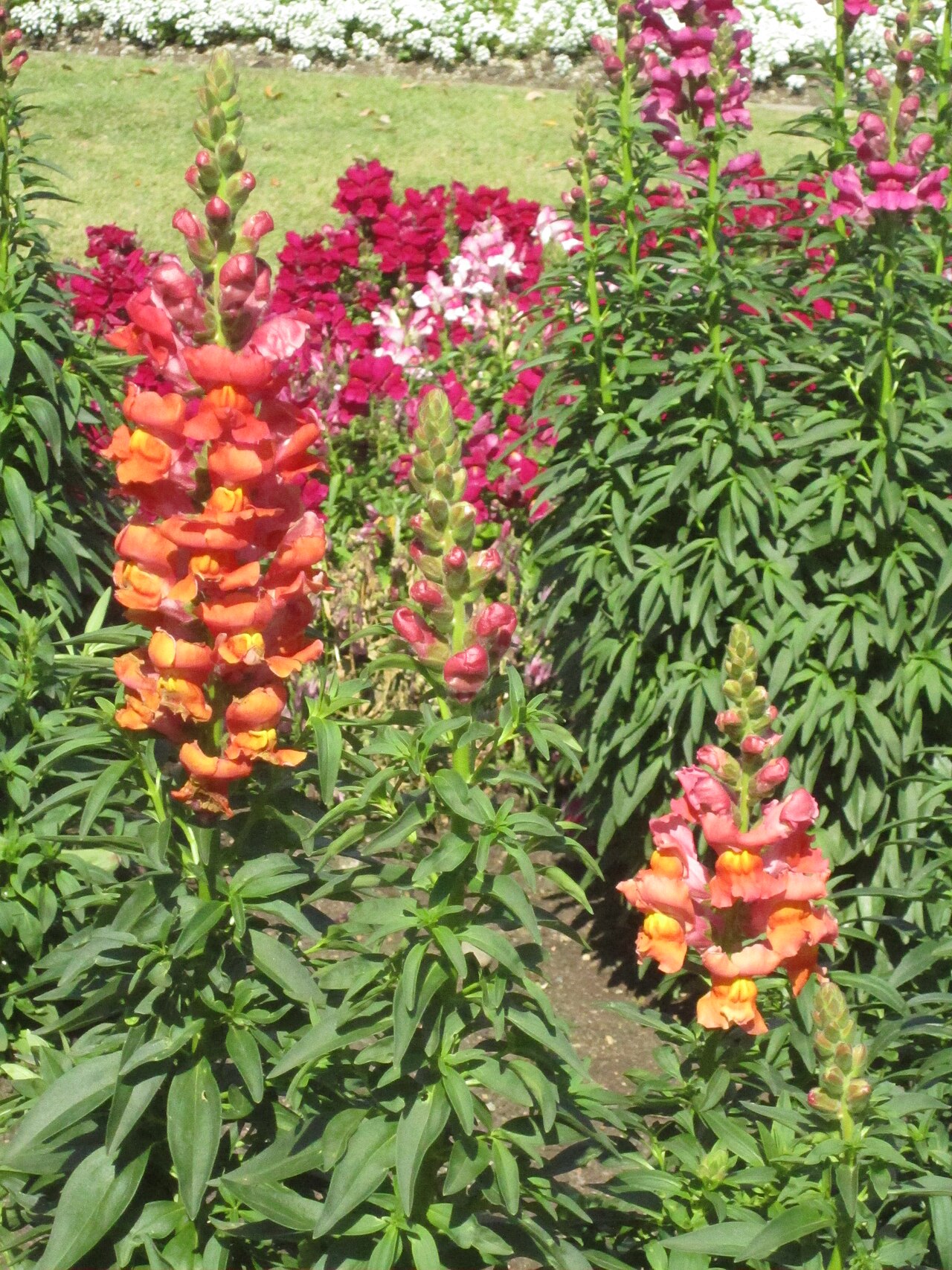 Snapdragon reference