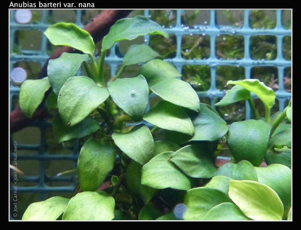 Anubias barteri reference