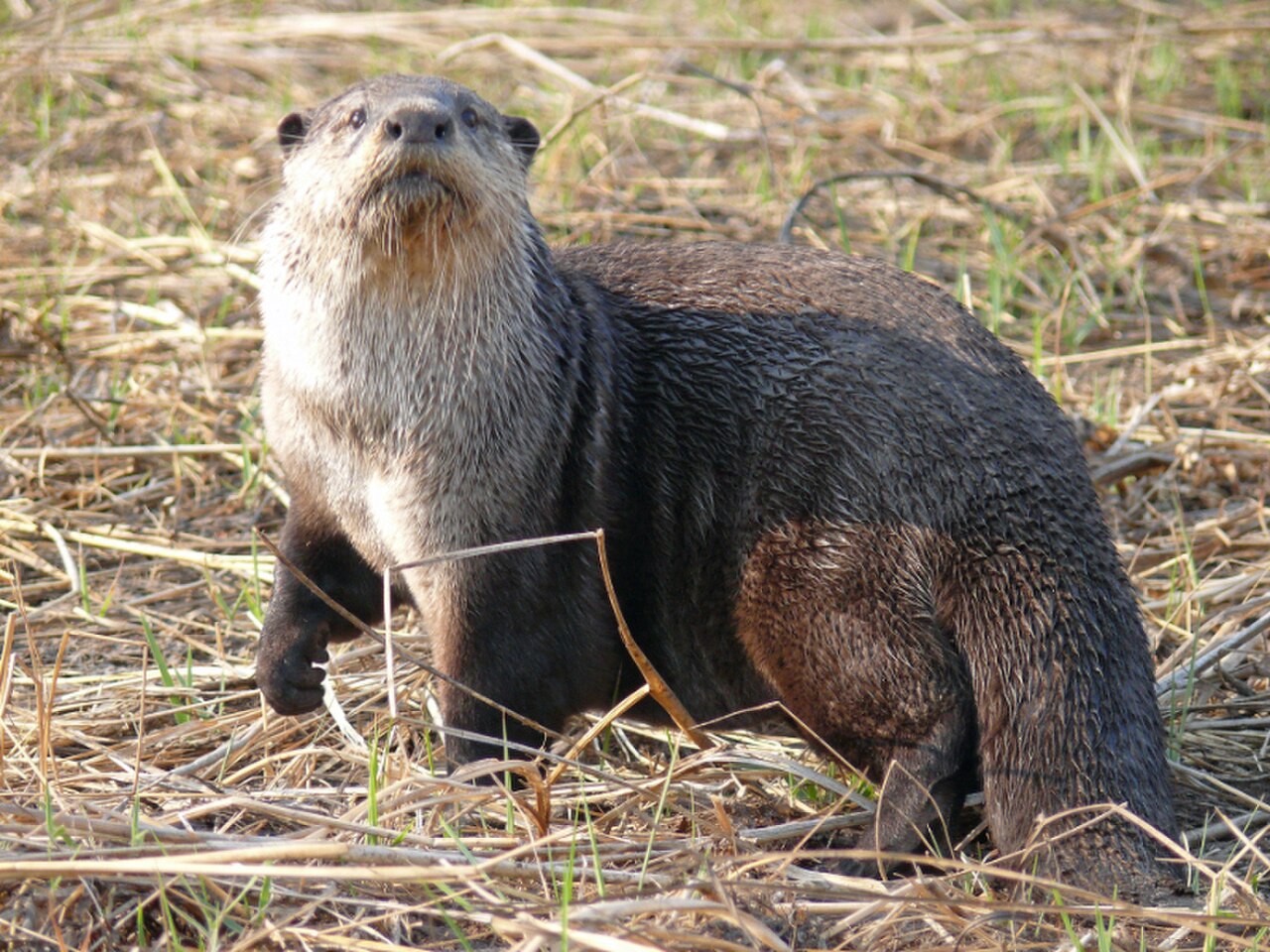 African Clawless Otter reference