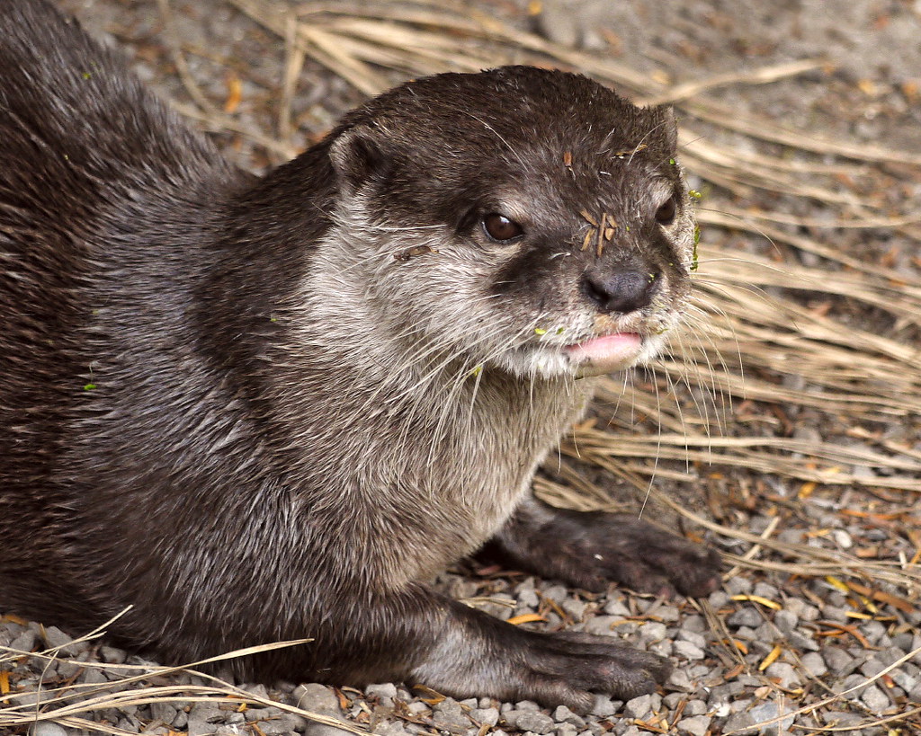 Asian Small-clawed Otter reference