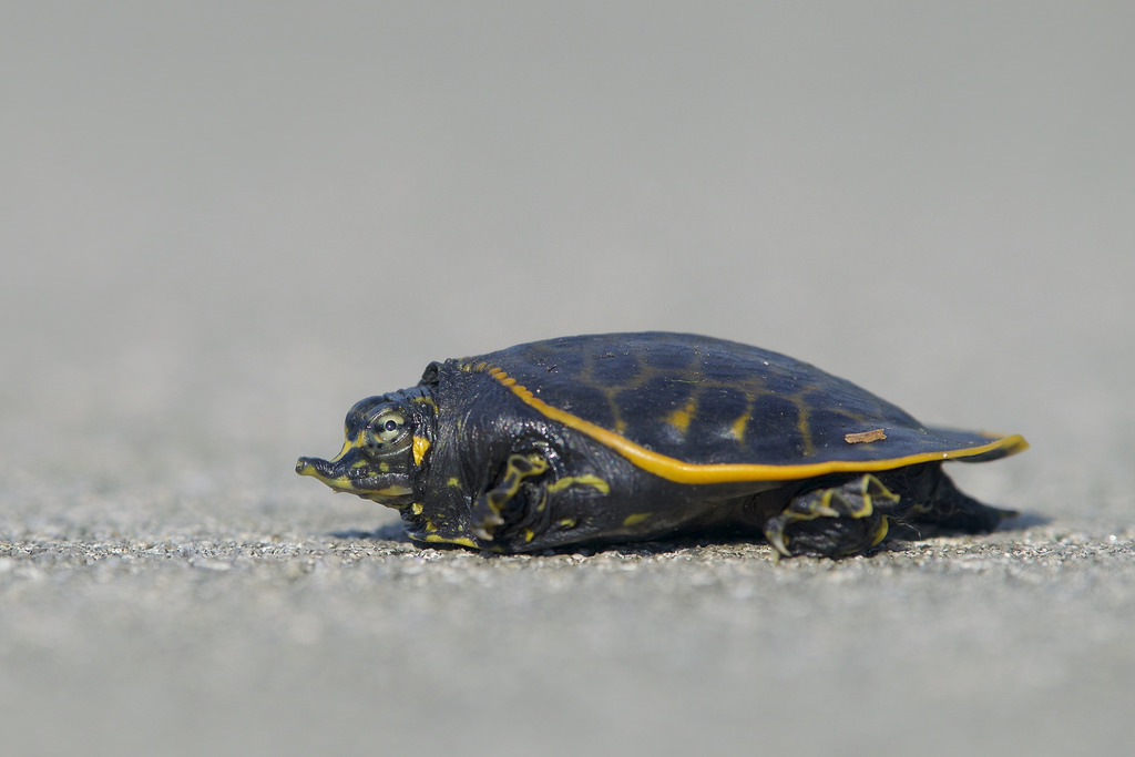 Florida Softshell Turtle reference