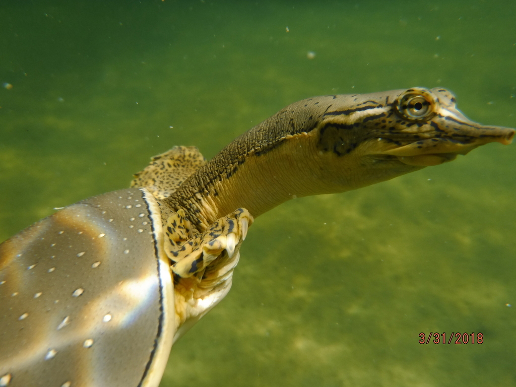 Spiny Softshell reference