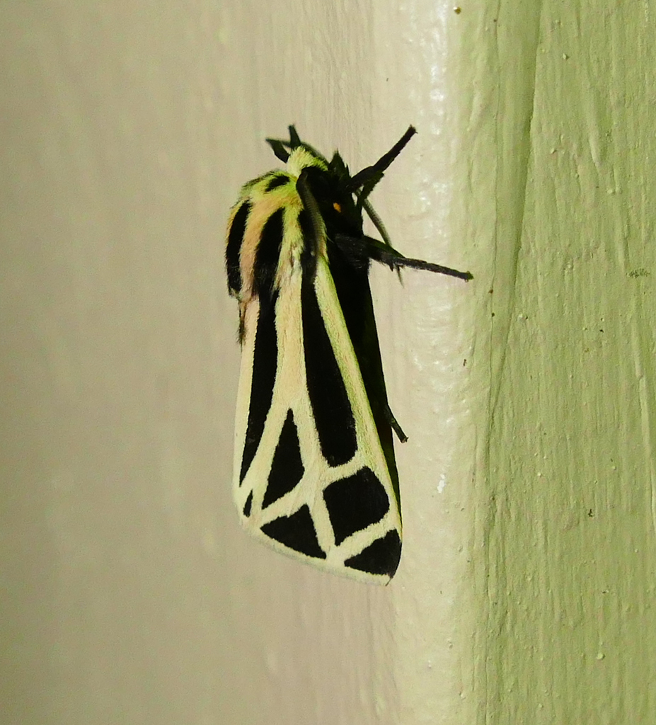 Harnessed Tiger Moth reference