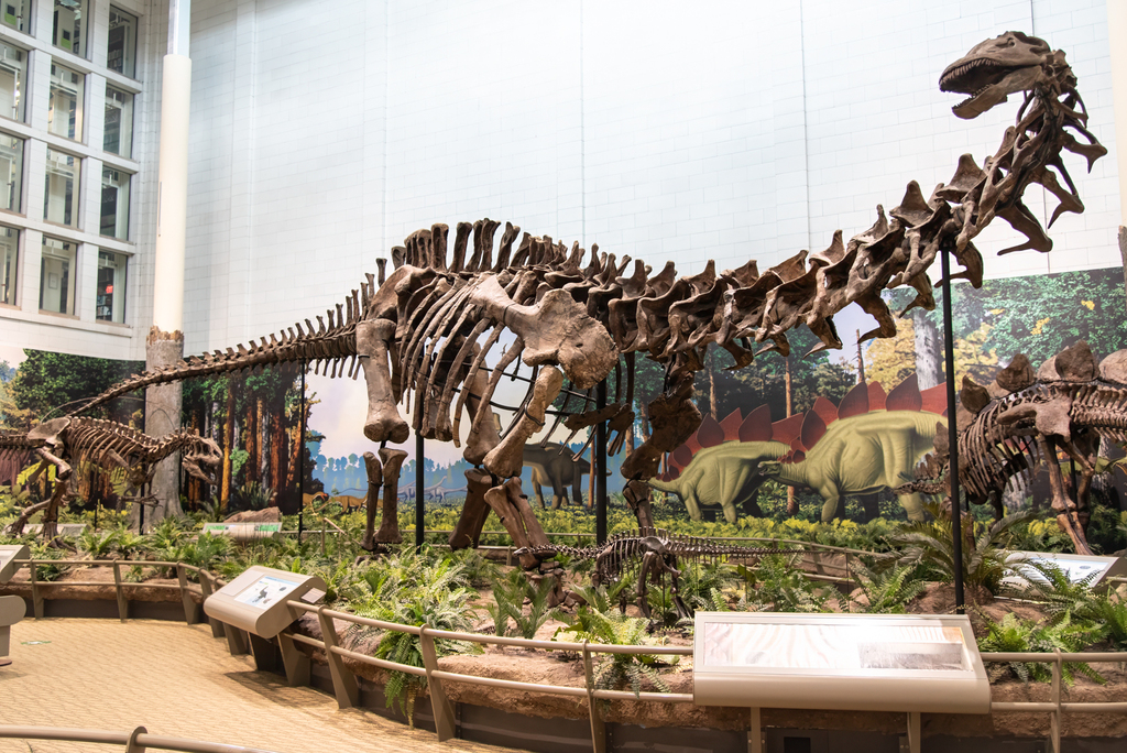 Apatosaurus ajax reference