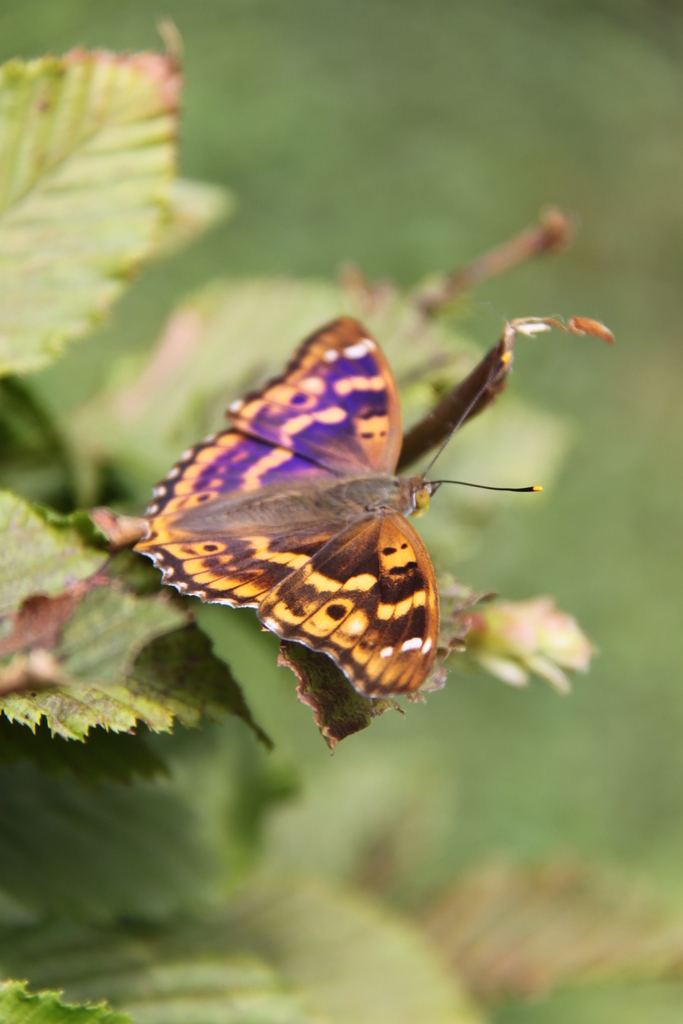 Lesser Purple Emperor reference