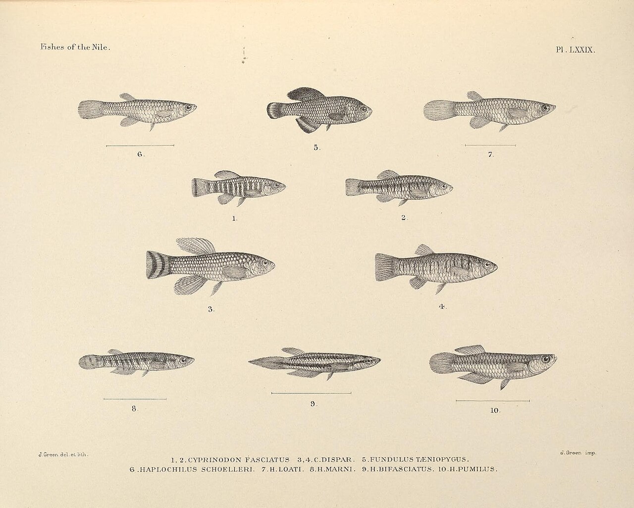 Arabian Toothcarp