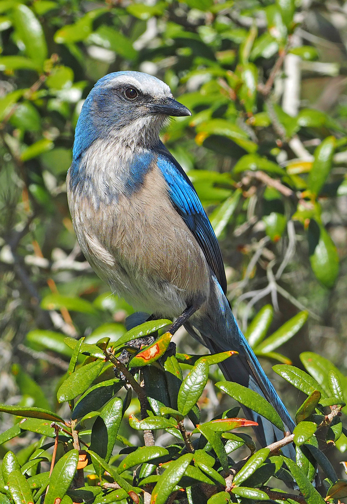Florida Scrub-Jay reference