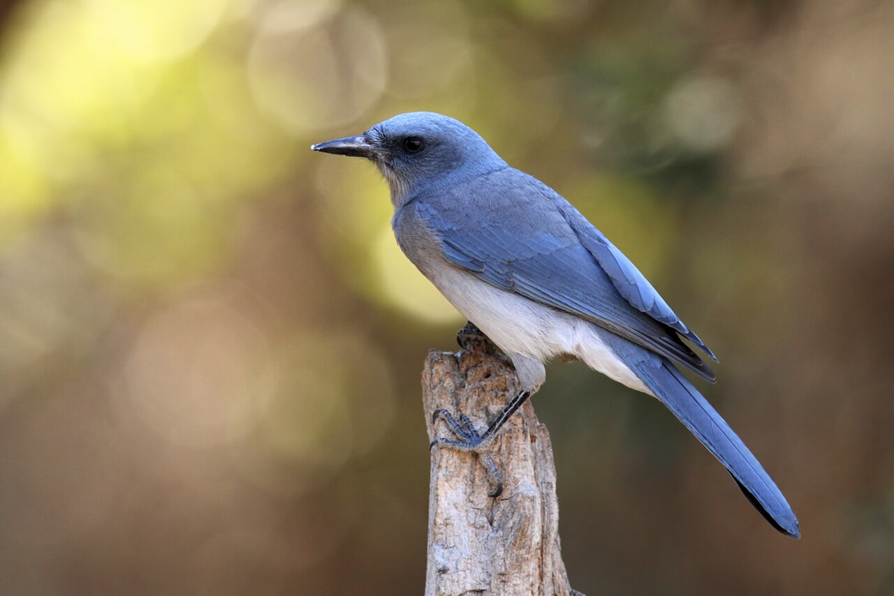 Mexican Jay reference
