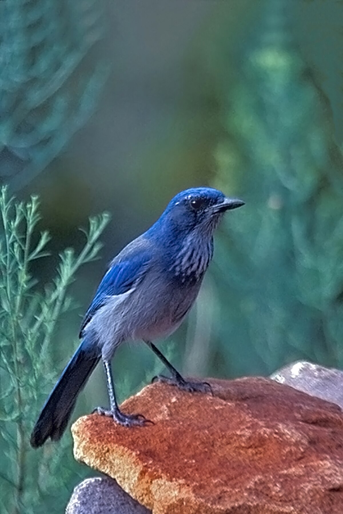 Woodhouse's Scrub-Jay reference