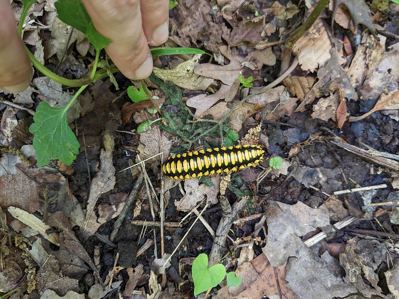 Colorful Cherry Millipede reference