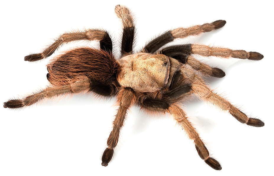 Desert Blonde Tarantula reference