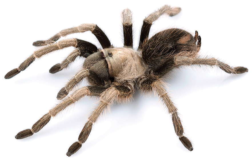 California Tarantula reference