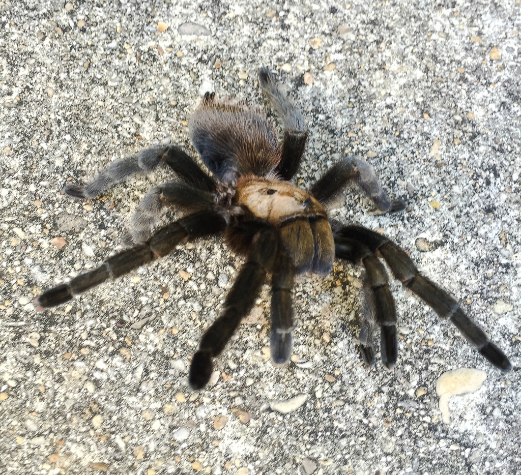 Missouri Tarantula reference