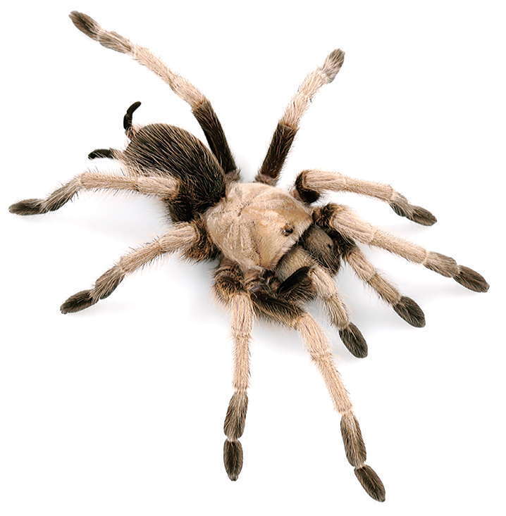 Desert Tarantula reference