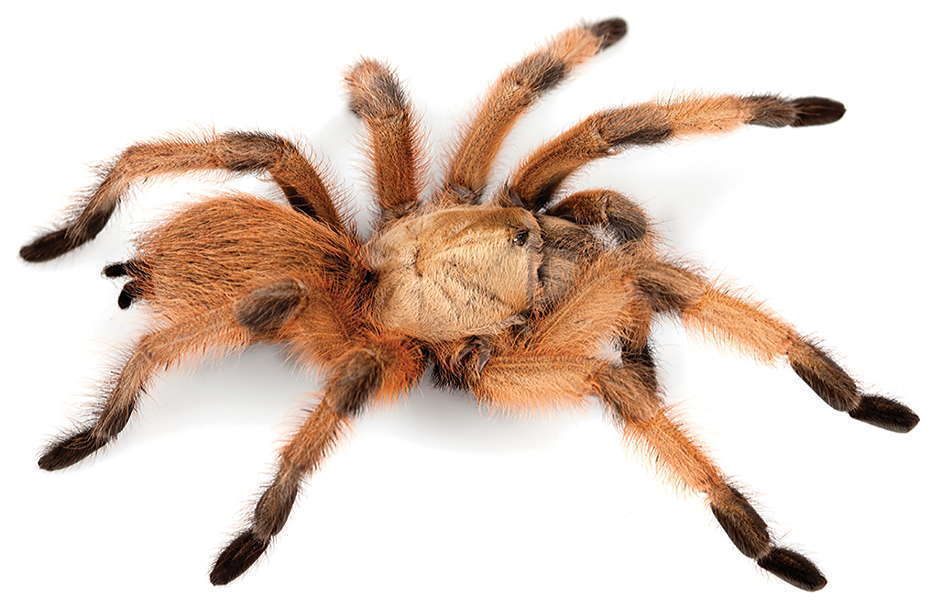 Rio Grande Gold Tarantula reference
