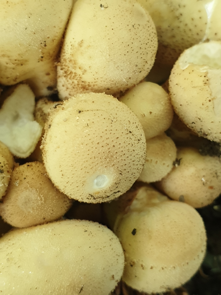 Pear-shaped Puffball reference