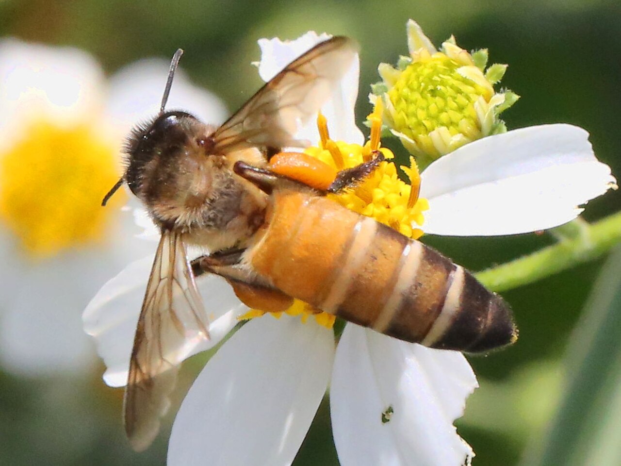 Giant Honey Bee reference