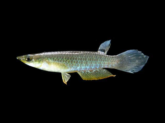 Blue Panchax reference