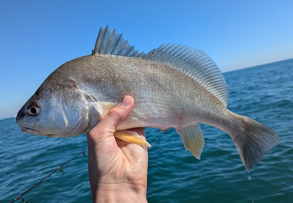Freshwater Drum reference