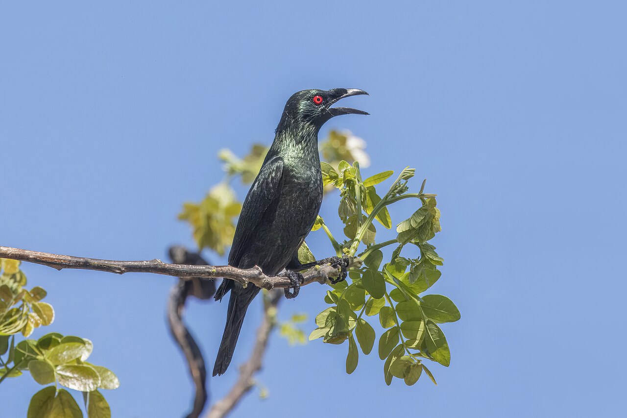 Asian Glossy Starling reference