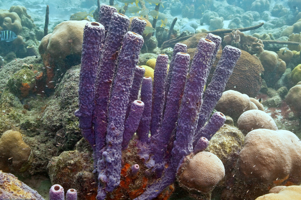 Stove-pipe Sponge reference
